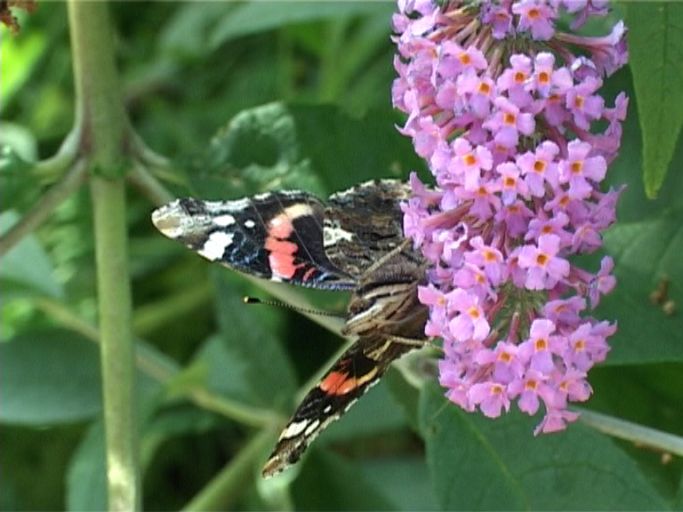 Admiral ( Vanessa atalanta ) auf Sommerflieder : Moers, in unserem Garten, 01.08.2007